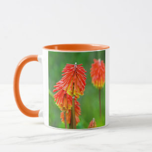 Caneca Lírio Tocha (Kniphofia Uvaria), Cabo Ocidental