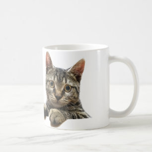 Caneca listrada cinzenta do gato de gato malhado