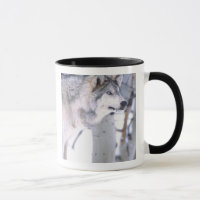Lobo Cinzento, Canis lupus, Animal de Filme (Utah)