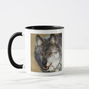 Caneca Lobo (lúpus de Canis)