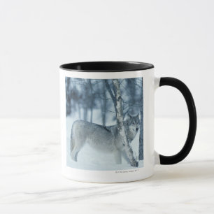 Caneca Lobo (lúpus de Canis) durante o inverno
