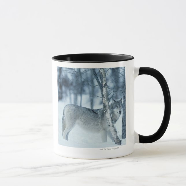 Caneca Lobo (lúpus de Canis) durante o inverno (Direita)