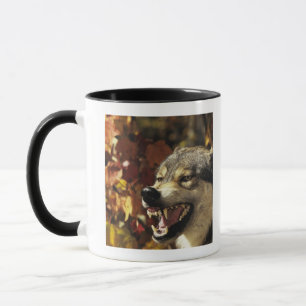 Caneca Lobo (lúpus de Canis) que snarling, headshot, com