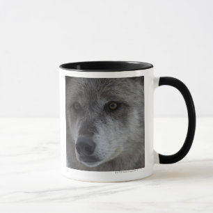 Caneca Lobo (lúpus de Canus) do nacional de Yellowstone