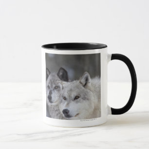 Caneca Lobos (lúpus de Canus)   Yellowstone ocidental