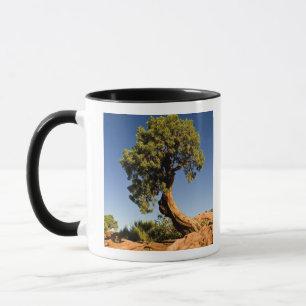 Caneca Lonesome Cedar, Parque Estadual Deadhorse Point,