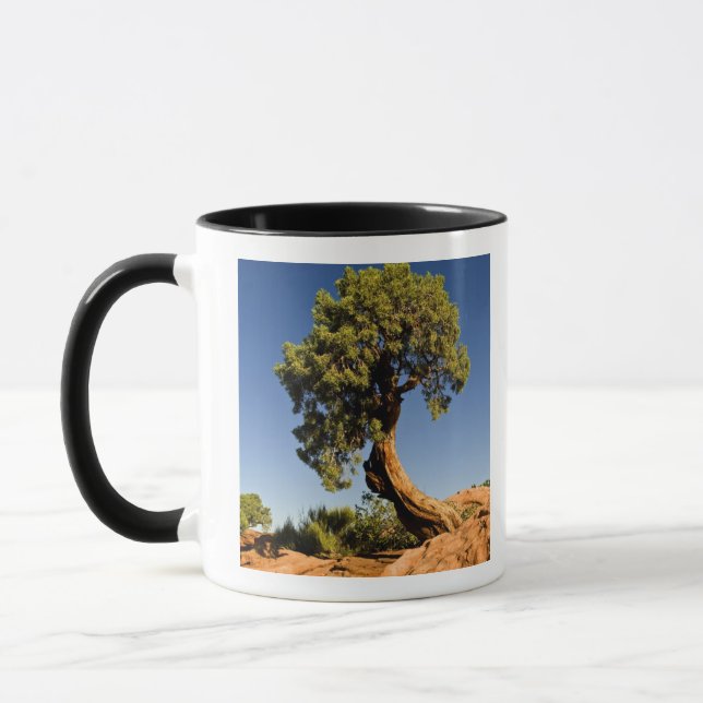 Caneca Lonesome Cedar, Parque Estadual Deadhorse Point, (Esquerda)