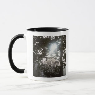 Caneca Luz solar da manhã através da folha da selva