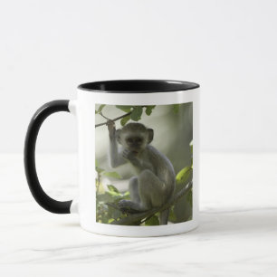 Caneca Macaco de Vervet, Zimbabwe