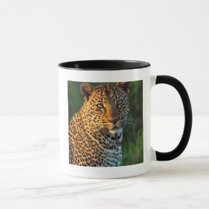 Caneca Macho de Leopardo (Panthera Pardus) Filhote Adulto