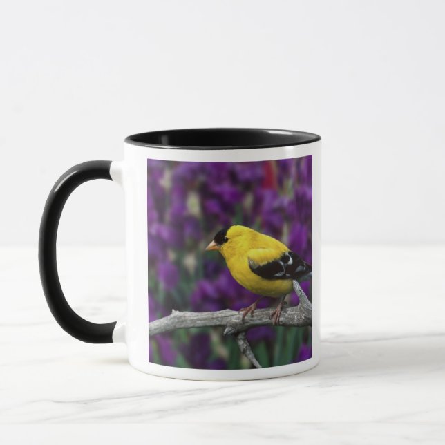 Caneca Macho, pintassilgo americano em plumagem de verão, (Esquerda)