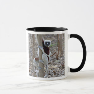 Caneca Madagascar, Reserva Ankarafantsika; Ampijoroa;