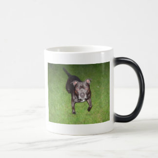 Caneca Mágica Bull terrier bonito
