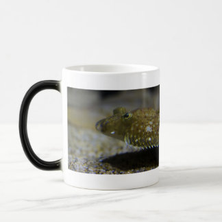 Caneca Mágica Flatfish