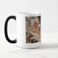 Foto de gatinho ruivo, melhor terapeuta,