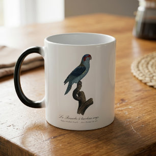Caneca Mágica Loriqueito-de-musk, Trichoglossus concinnus