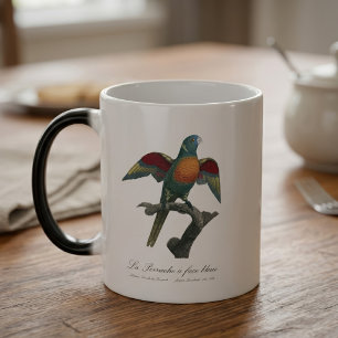 Caneca Mágica Loriqueito-verde, Trichoglossus haematodus