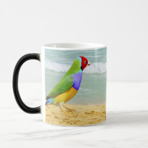 Caneca Mágica ondas, céu e surf na praia de boa vista