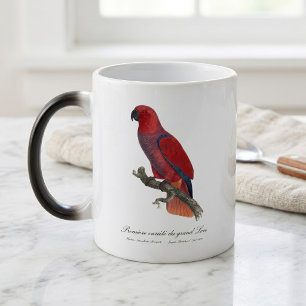 Caneca Mágica Papagaio-do-molque-vosmaer, Eclectus Roratus Vosma