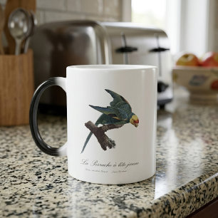 Caneca Mágica Periquito-da-carolina, Conuropsis carolinensis