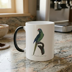 Caneca Mágica Periquito-fronte-laranja, Eupsittula Canicularis