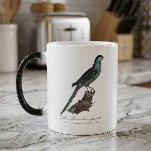 Caneca Mágica Periquito-terrestre ou Periquito-das-águas, Pezopo
