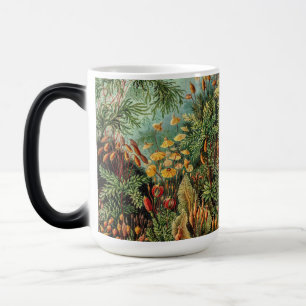 Caneca Mágica Plantas de Muscinae Vintage por Ernst Haeckel