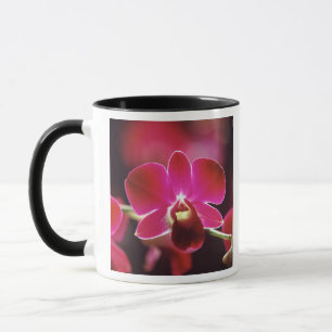 Caneca Malásia, Orquídea