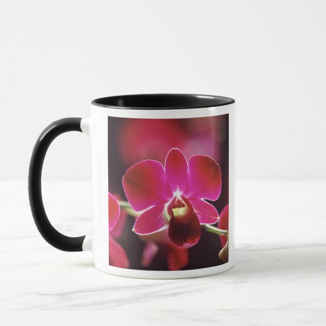Caneca Malásia, Orquídea (Esquerda)