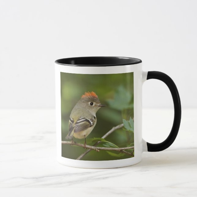 Caneca Male Ruby-coroado Kinglet, Regulus Calendula (Direita)