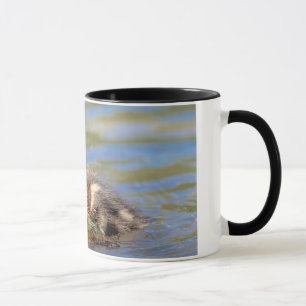 Caneca Mallard Duckling