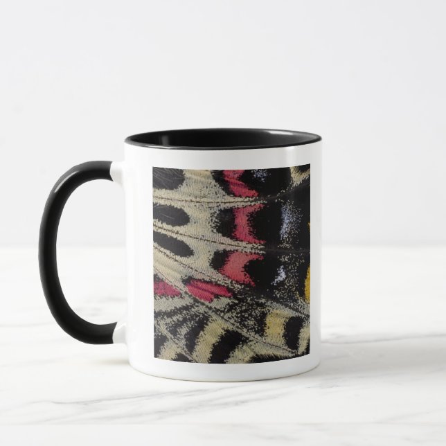 Caneca Mansfieldi de Bhutanitis do fim-acima do lado de (Esquerda)
