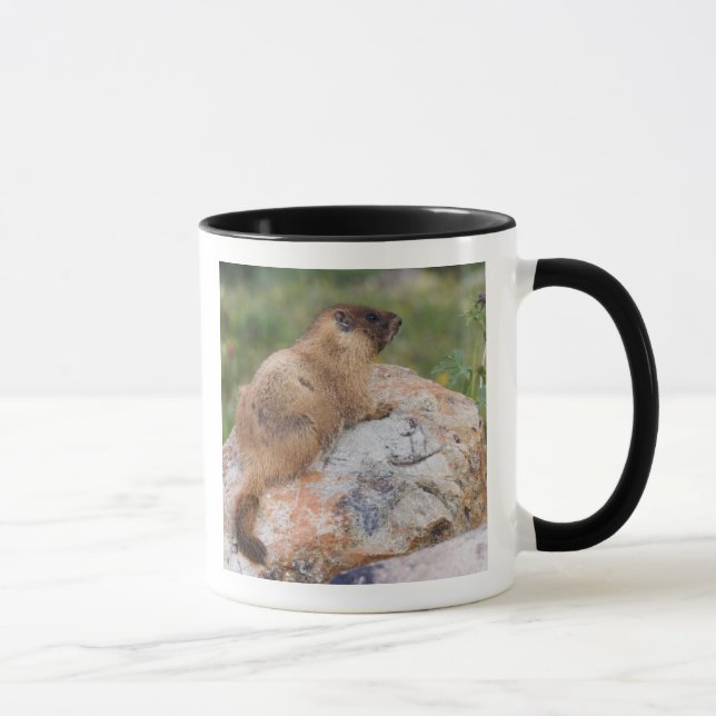 Caneca Marmot, Marmota flaviventris, de barriga amarela, (Direita)