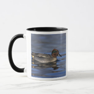 Caneca Marrequinha-comum, Anus crecca, macho, Unterlunkho