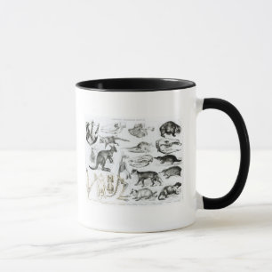 Caneca Marsupialia, Monetremata, Edentata