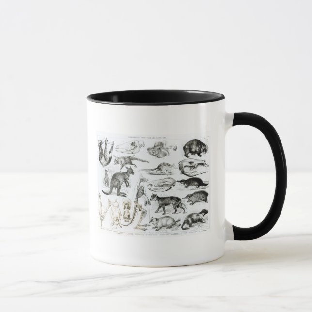 Caneca Marsupialia, Monetremata, Edentata (Direita)