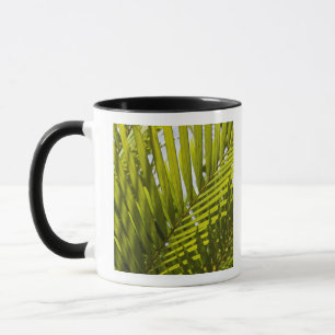 Caneca Maurícia, Maurícia Central, Moka, palmeira 2