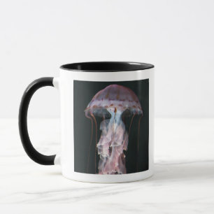 Caneca Medusa juvenis, Chrysaora (Pelagia)