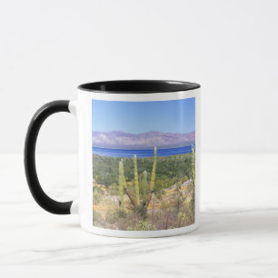 Caneca México, Baja California Sur, Cardon Cactus em