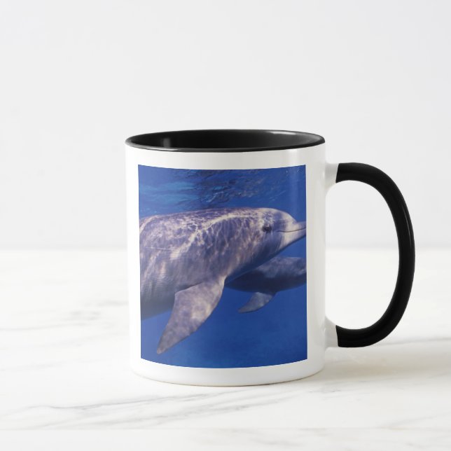 Caneca México, Cozumel. Golfinho Estrangulado, Tursiops 2 (Direita)