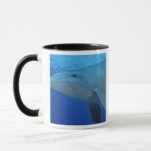 Caneca México, Cozumel. Golfinho Estrangulado, Tursiops 4
