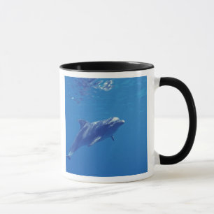 Caneca México, Cozumel. Golfinho Nariz de Garrafa