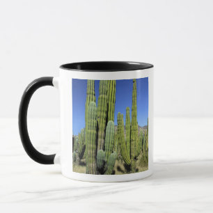 Caneca México, Sonora, San Carlos. Saguaro & Organ Pipe