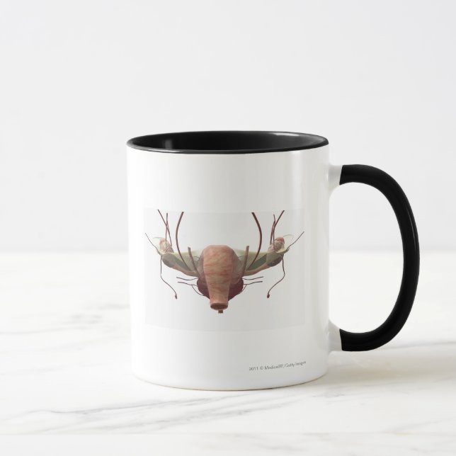 Caneca modelo 3d do sistema reprodutivo fêmea (Direita)