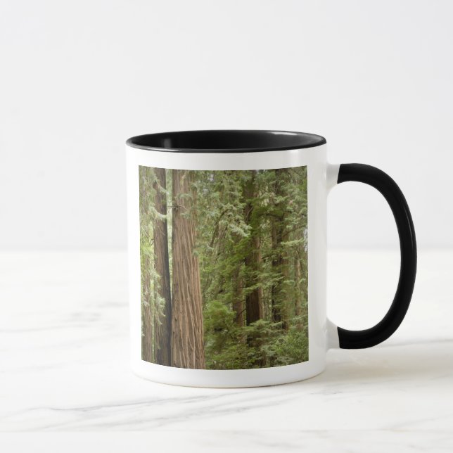 Caneca Monumento Nacional de Muir Woods, Norte (Direita)