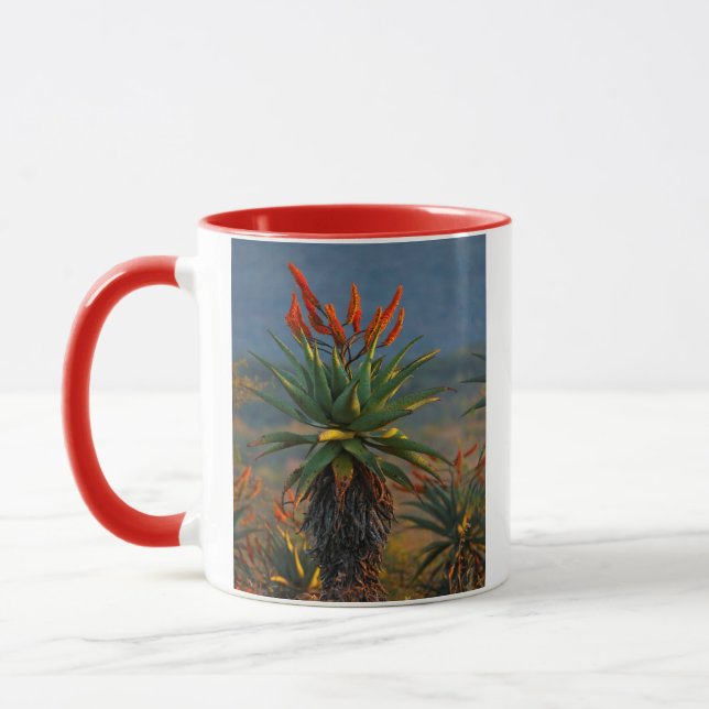 Caneca Mountain Aloe (Aloe Marlothii Berger) 2 (Esquerda)