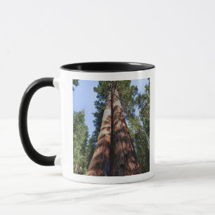 Caneca Mulher filmando na base de uma Sequóia gigante