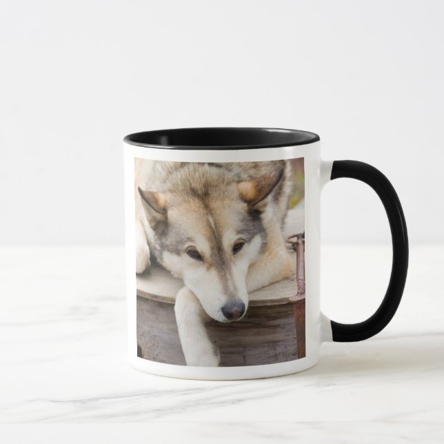 Caneca N.A., EUA, Alasca. Cães de trenó Husky (Direita)