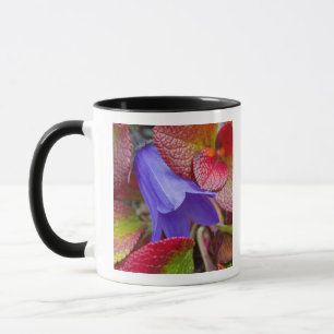 Caneca N.A., EUA, Alasca. Campainha azul na tundra em