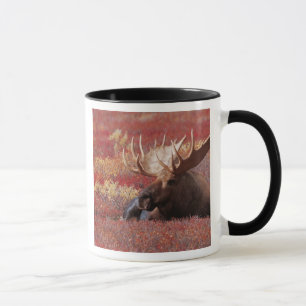 Caneca N.A., EUA, Alasca, Parque Nacional Denali, Touro